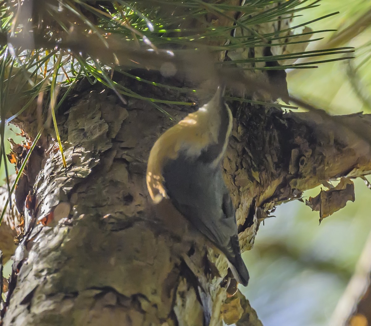 Red-breasted Nuthatch - ML641774759