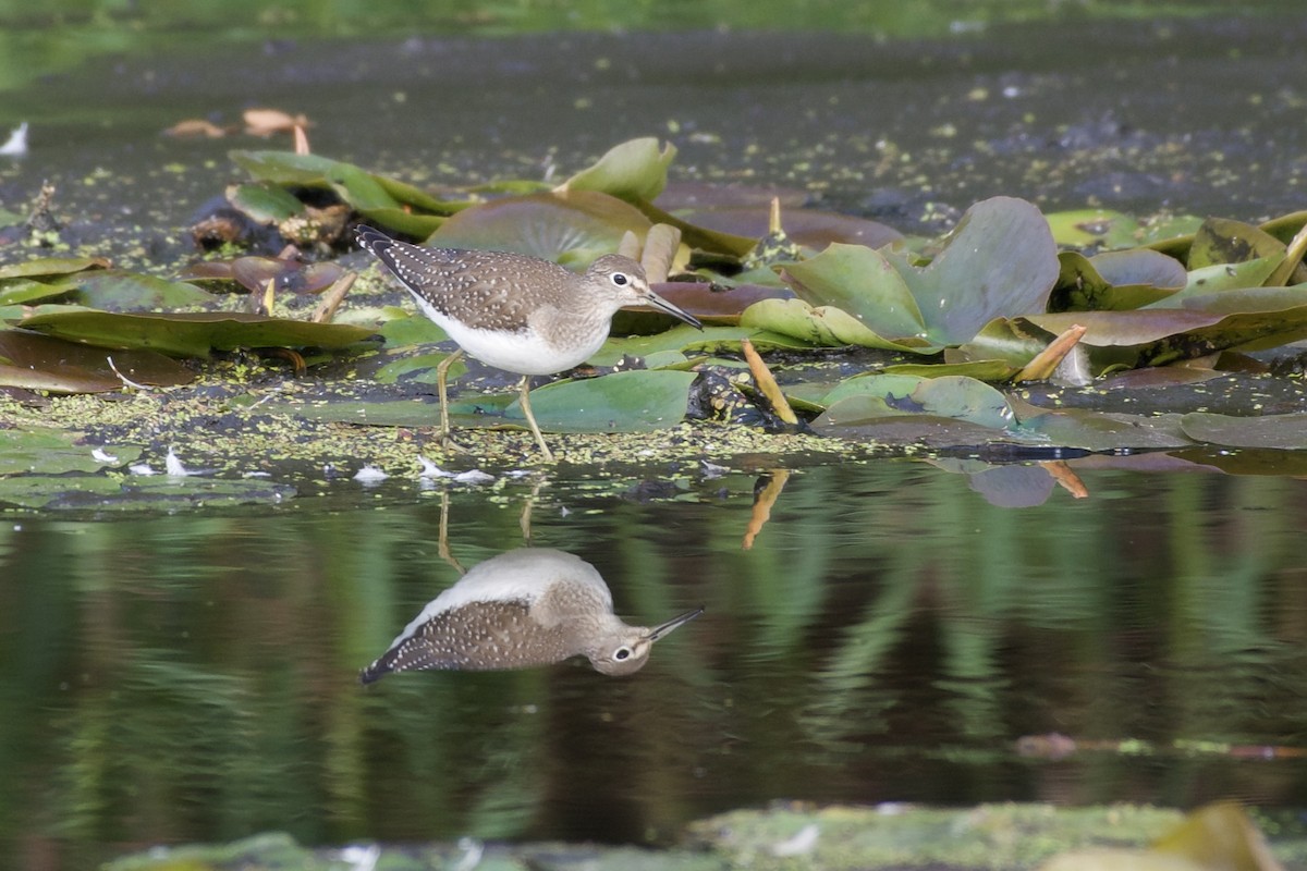 Solitary Sandpiper - ML641774765