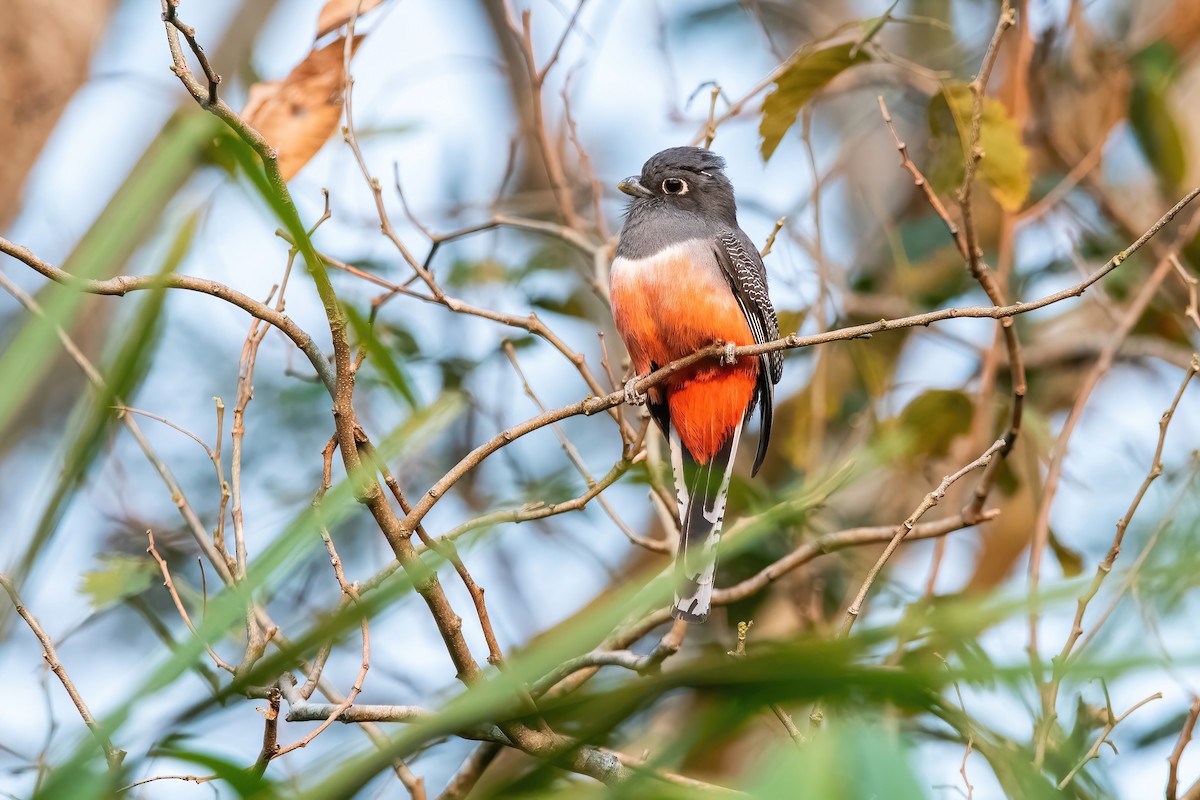 Blue-crowned Trogon - ML641774777