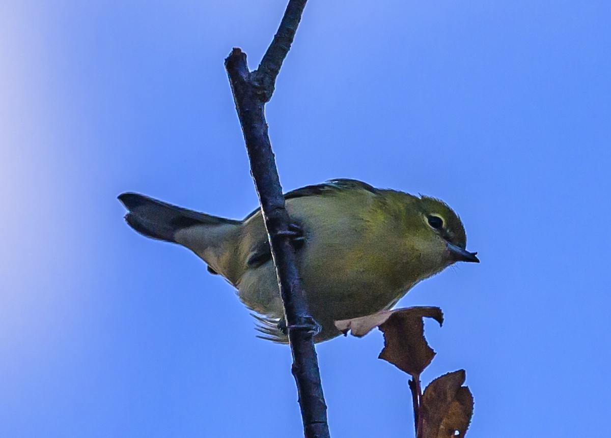 Bay-breasted Warbler - ML641774778