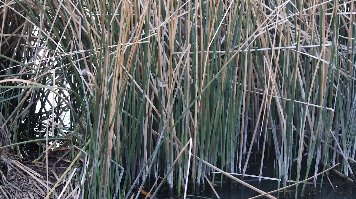 Wren-like Rushbird - ML641774786