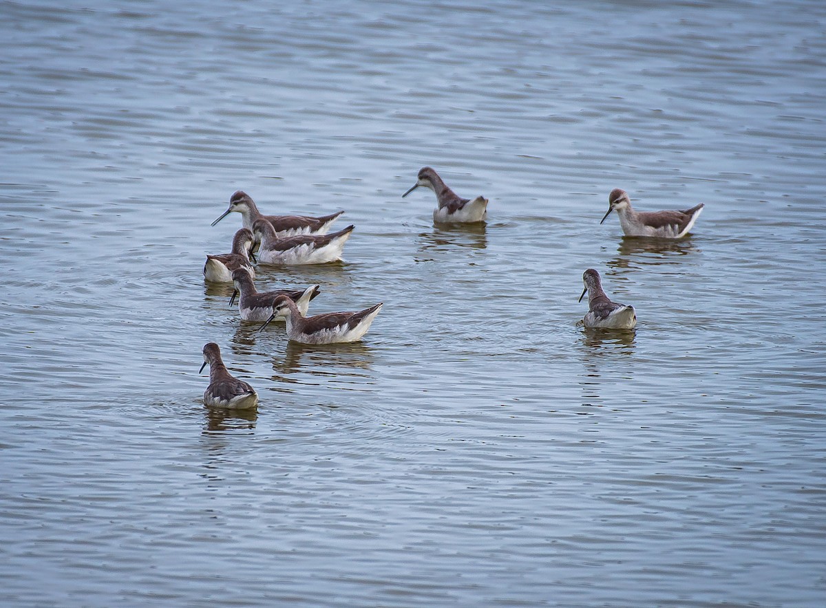 Wilson's Phalarope - ML641774803