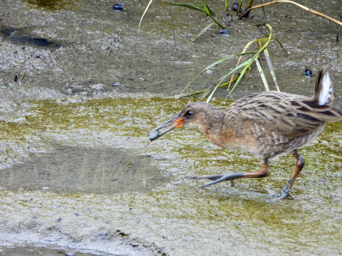 Ridgway's Rail - ML641774806