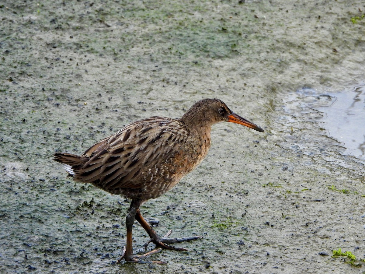 Ridgway's Rail - ML641774813