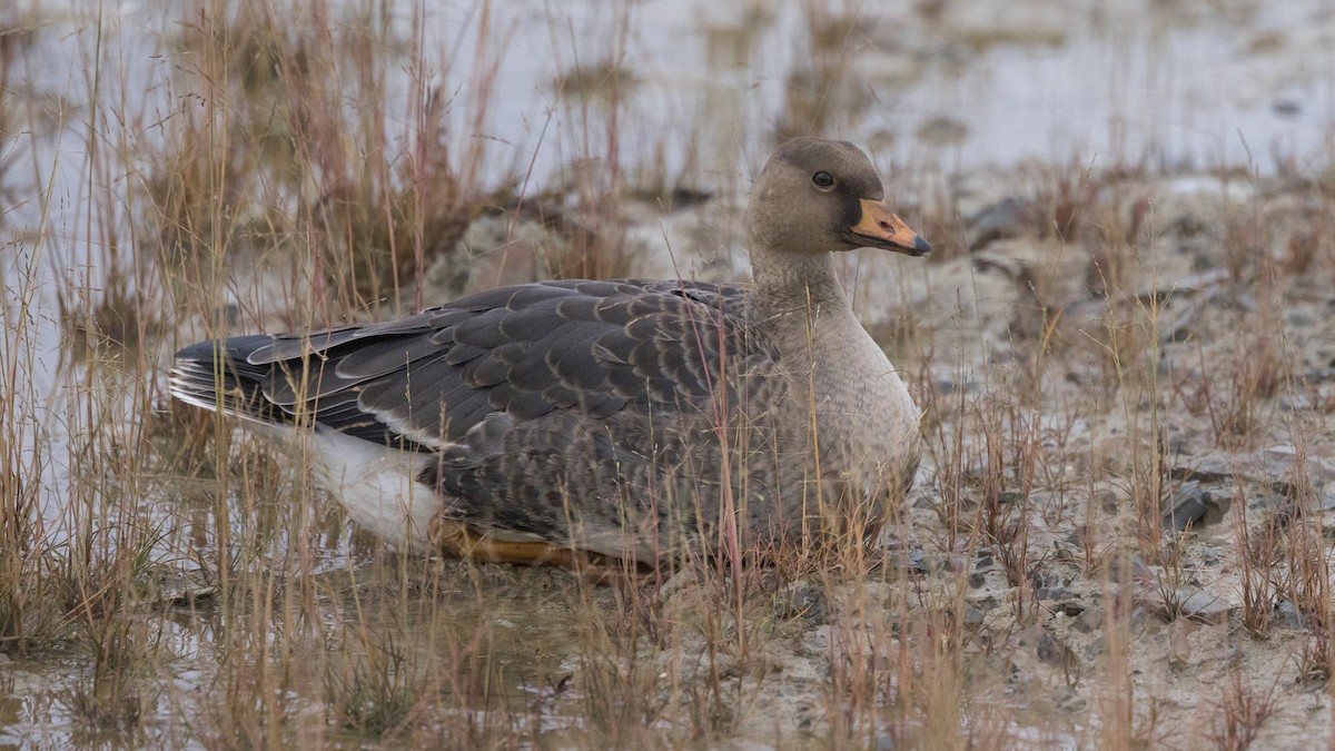 Greater White-fronted Goose - ML641774823