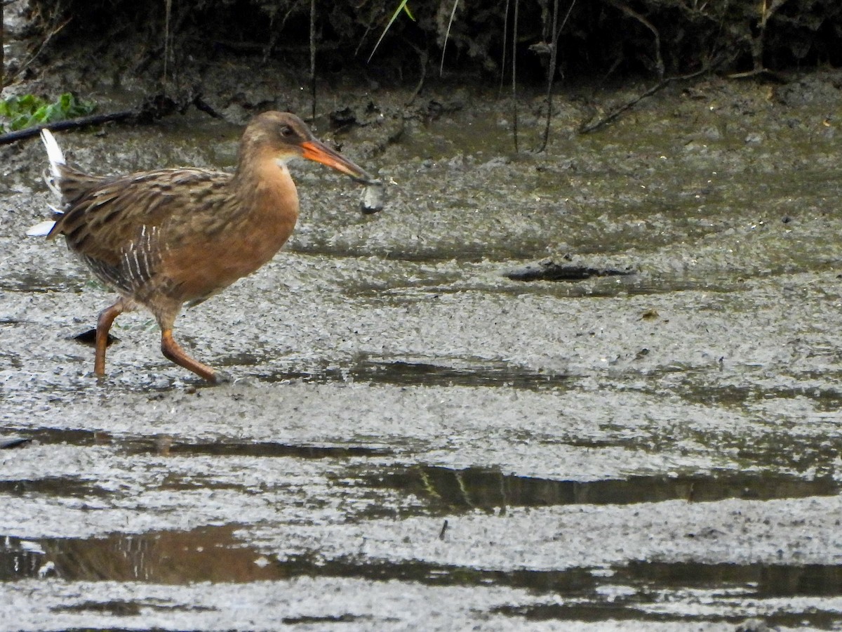 Ridgway's Rail - ML641774858