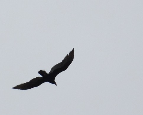 Turkey Vulture - ML641774859