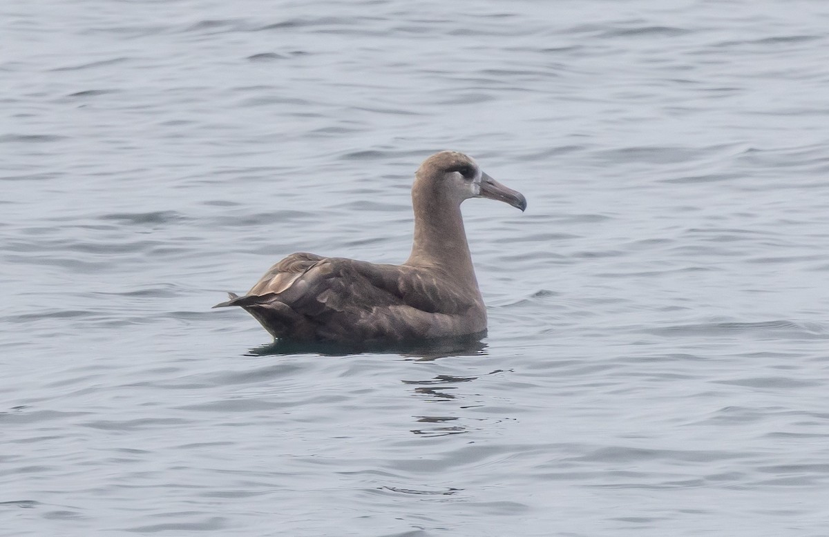 Black-footed Albatross - ML641774877