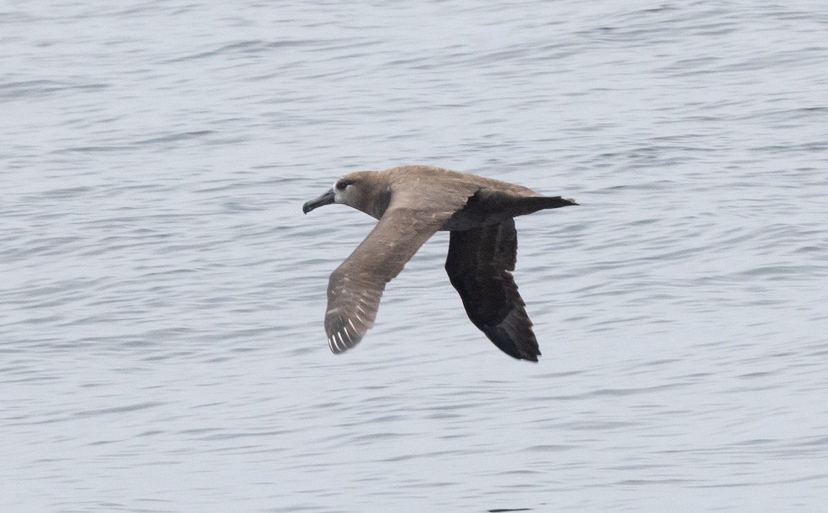 Black-footed Albatross - ML641774878