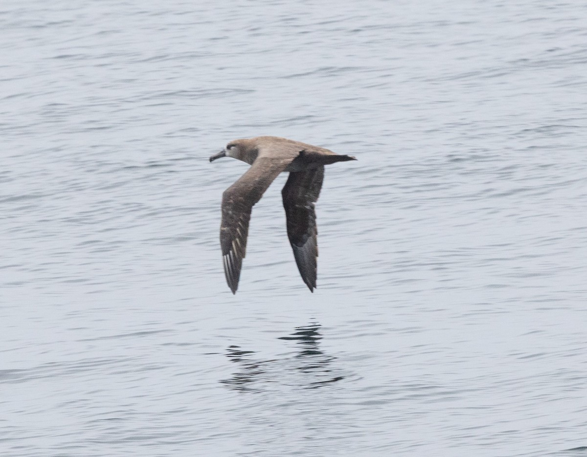 Black-footed Albatross - ML641774879
