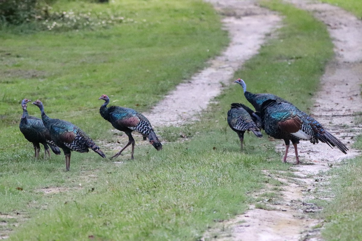 Ocellated Turkey - ML641774885