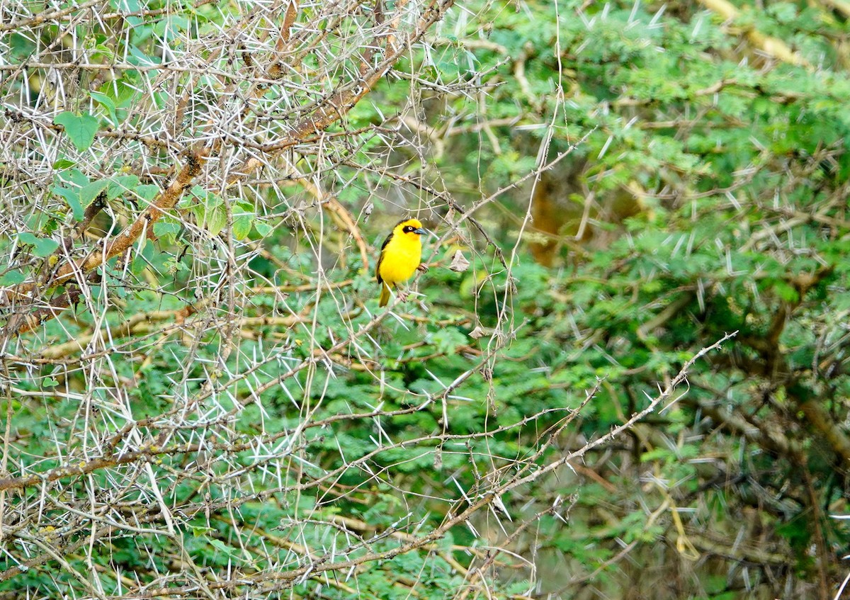 Baglafecht Weaver - ML641774887
