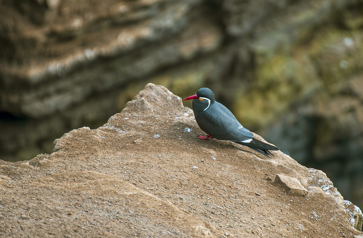Inca Tern - ML641774912