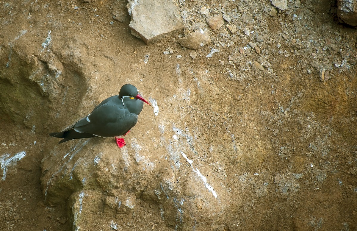 Inca Tern - ML641774913