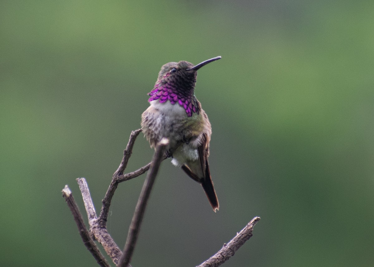Lucifer Hummingbird - ML641774925