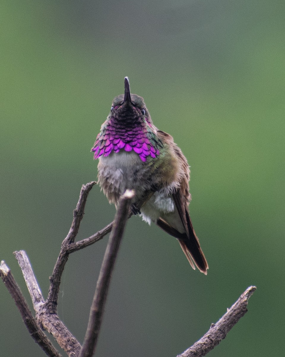 Lucifer Hummingbird - ML641774927