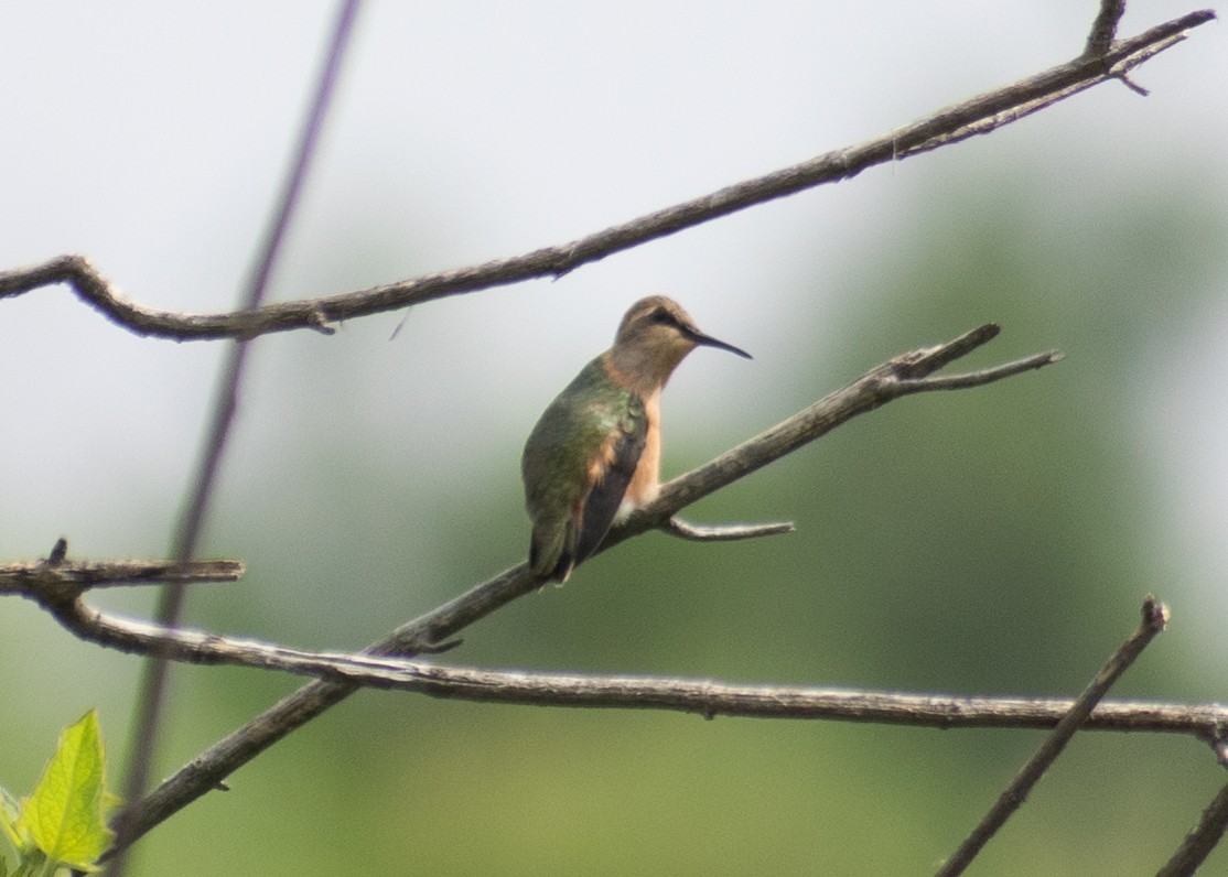 Lucifer Hummingbird - ML641774930