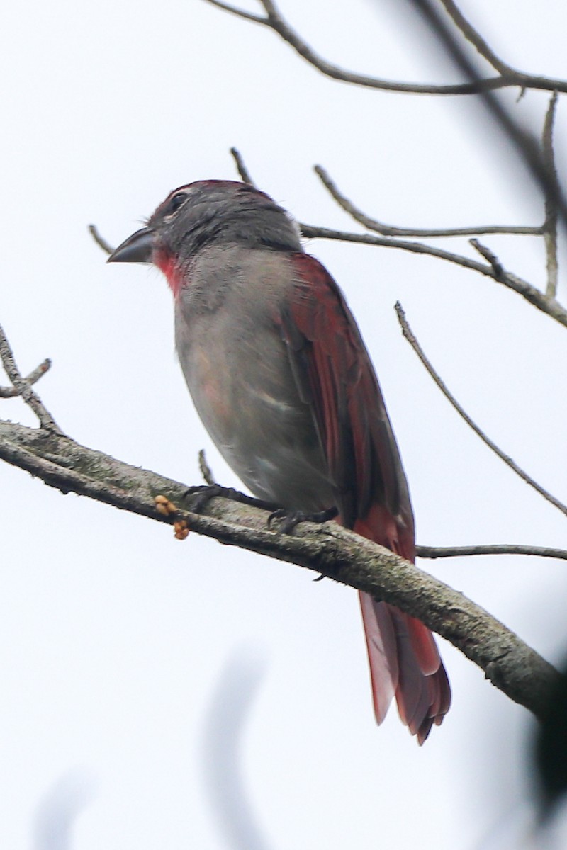 Rose-throated Tanager - ML641774954