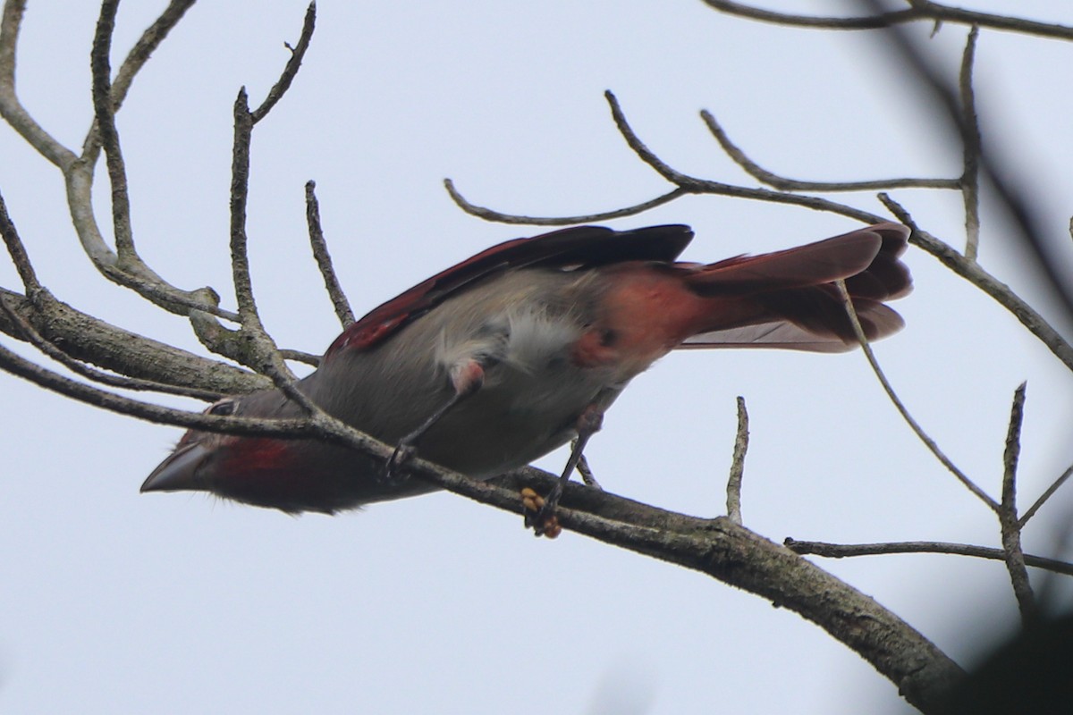 Rose-throated Tanager - ML641774955