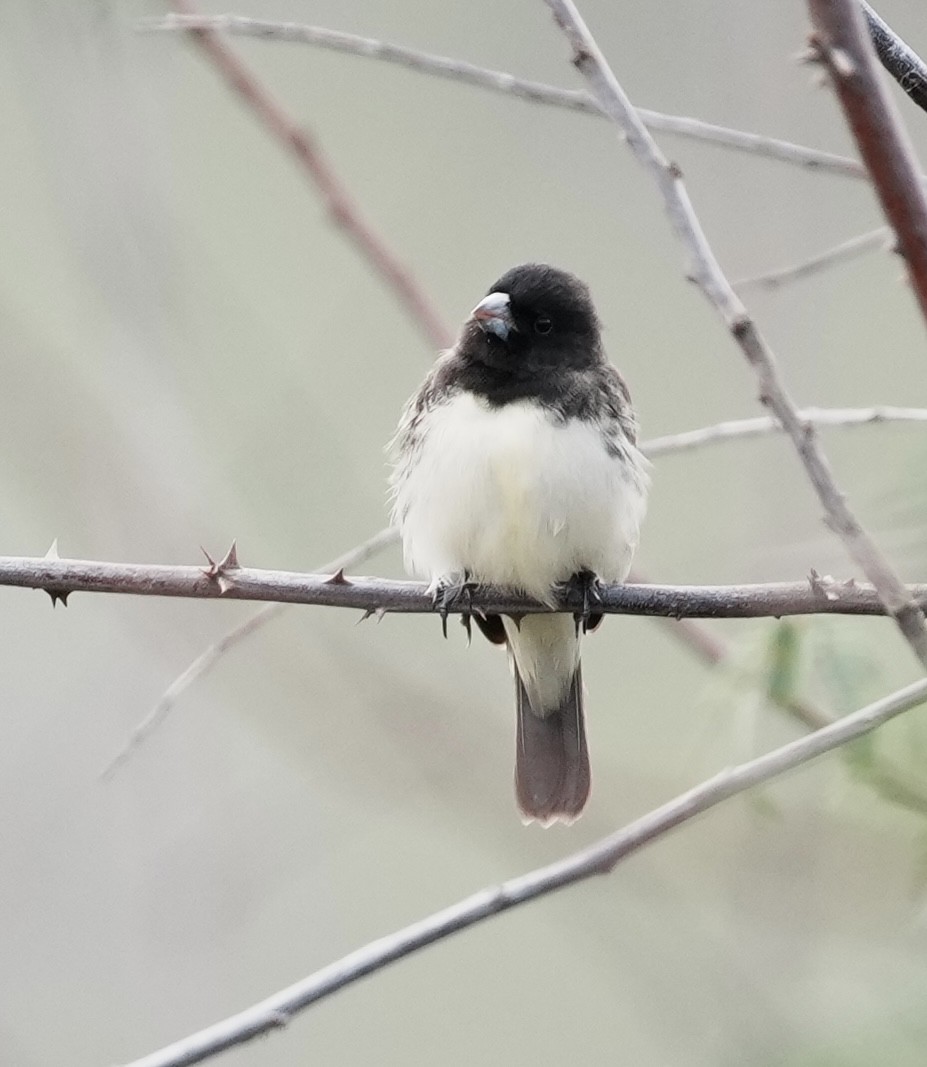 Yellow-bellied Seedeater - ML641774957