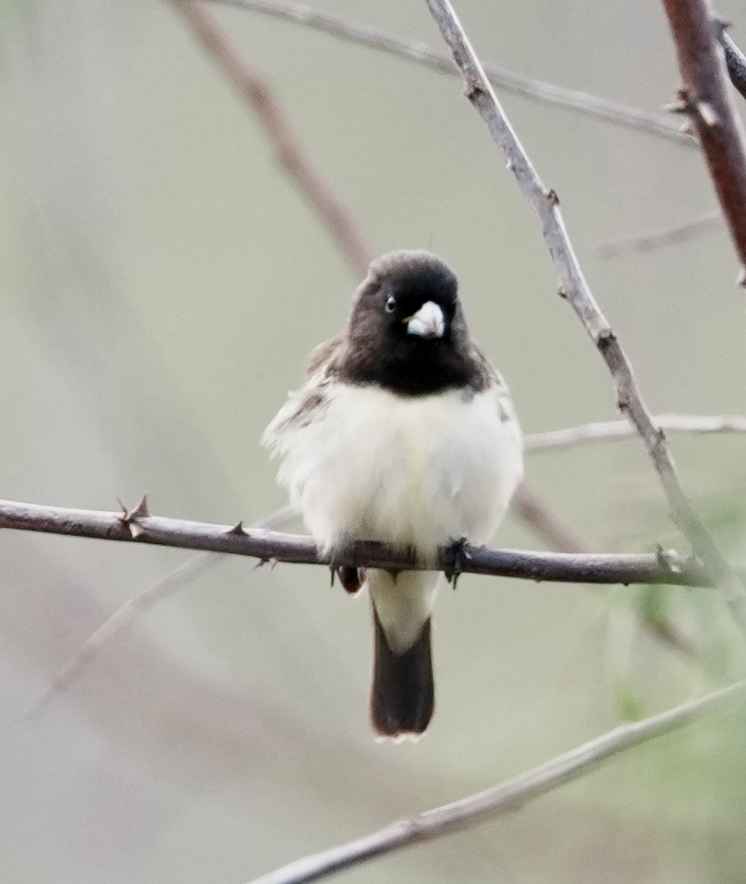 Yellow-bellied Seedeater - ML641774958