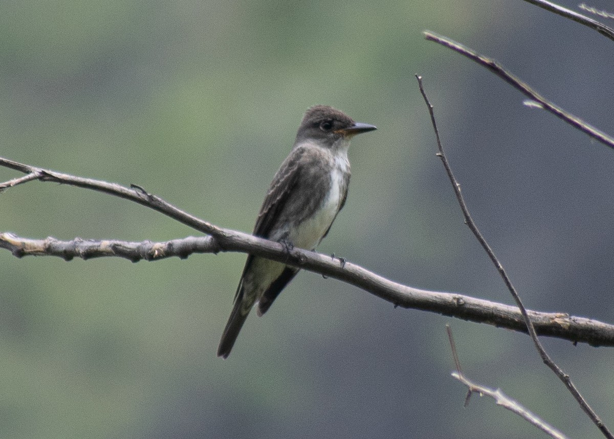 Olive-sided Flycatcher - ML641774973