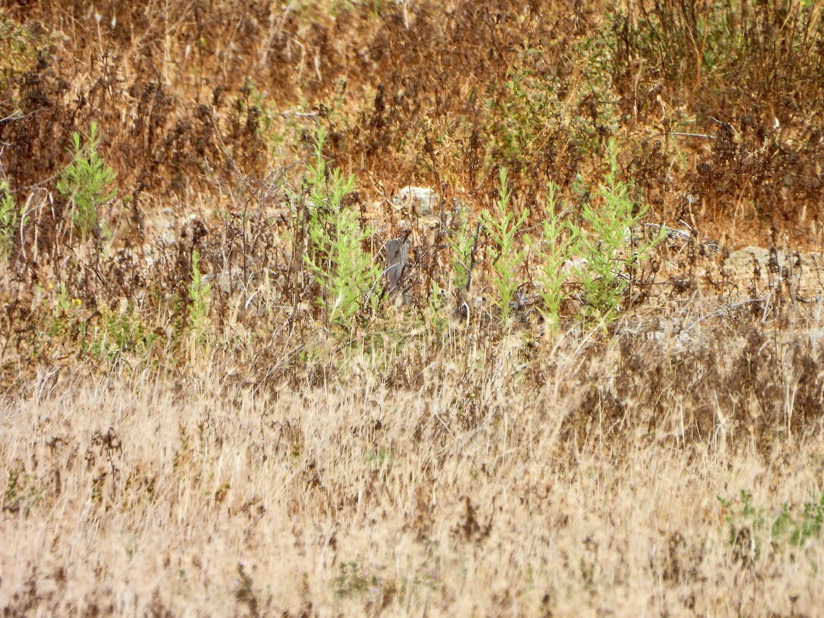 Burrowing Owl - ML641774979