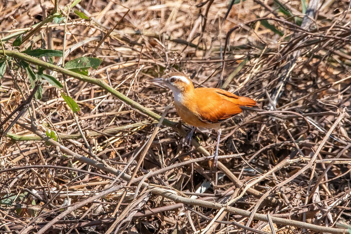 Pale-legged Hornero - ML641774991