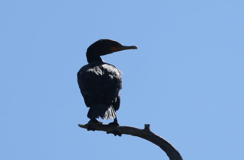 Cormoran à aigrettes - ML641774994