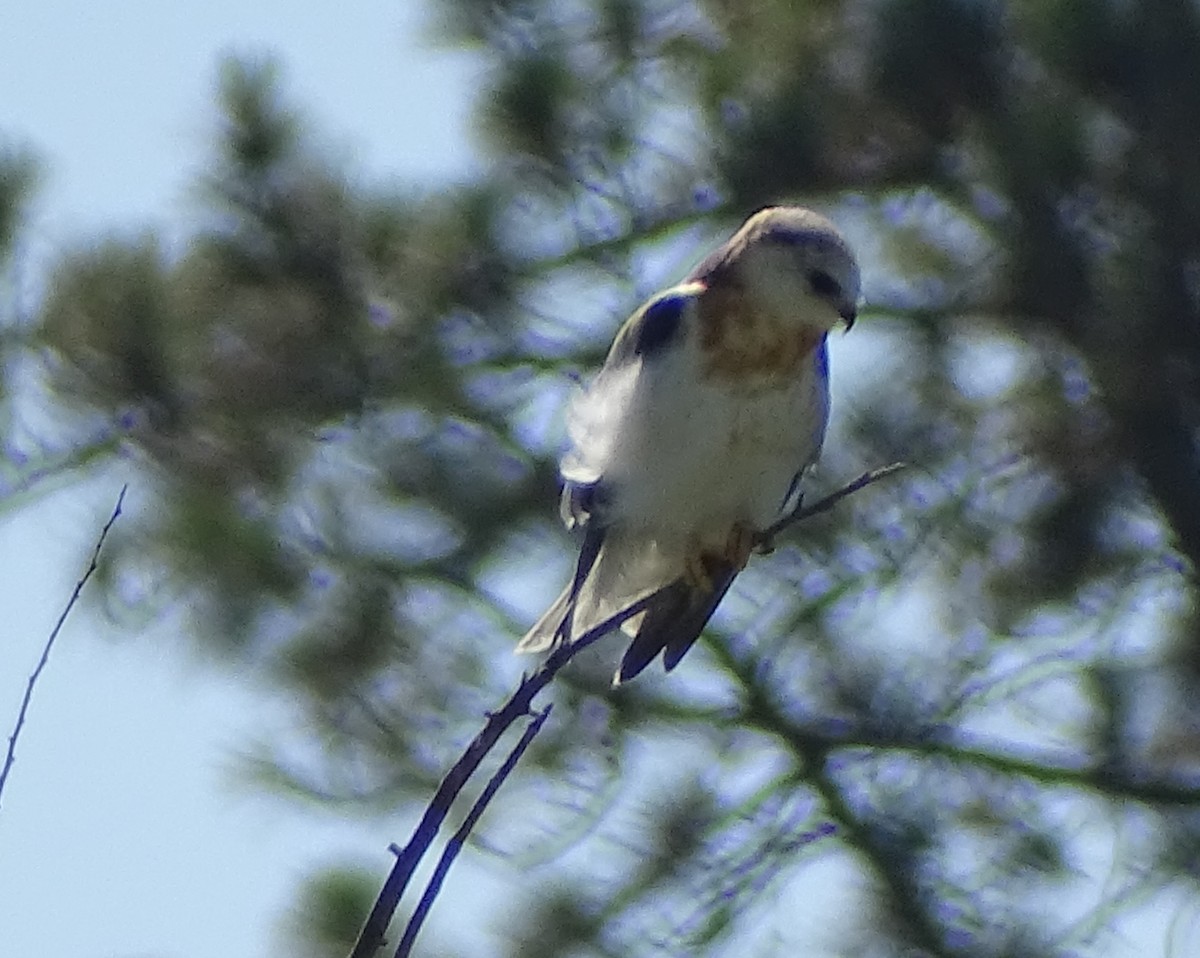 White-tailed Kite - ML641775008