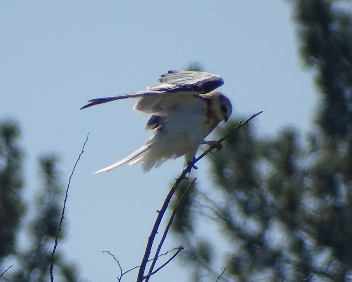 White-tailed Kite - ML641775009