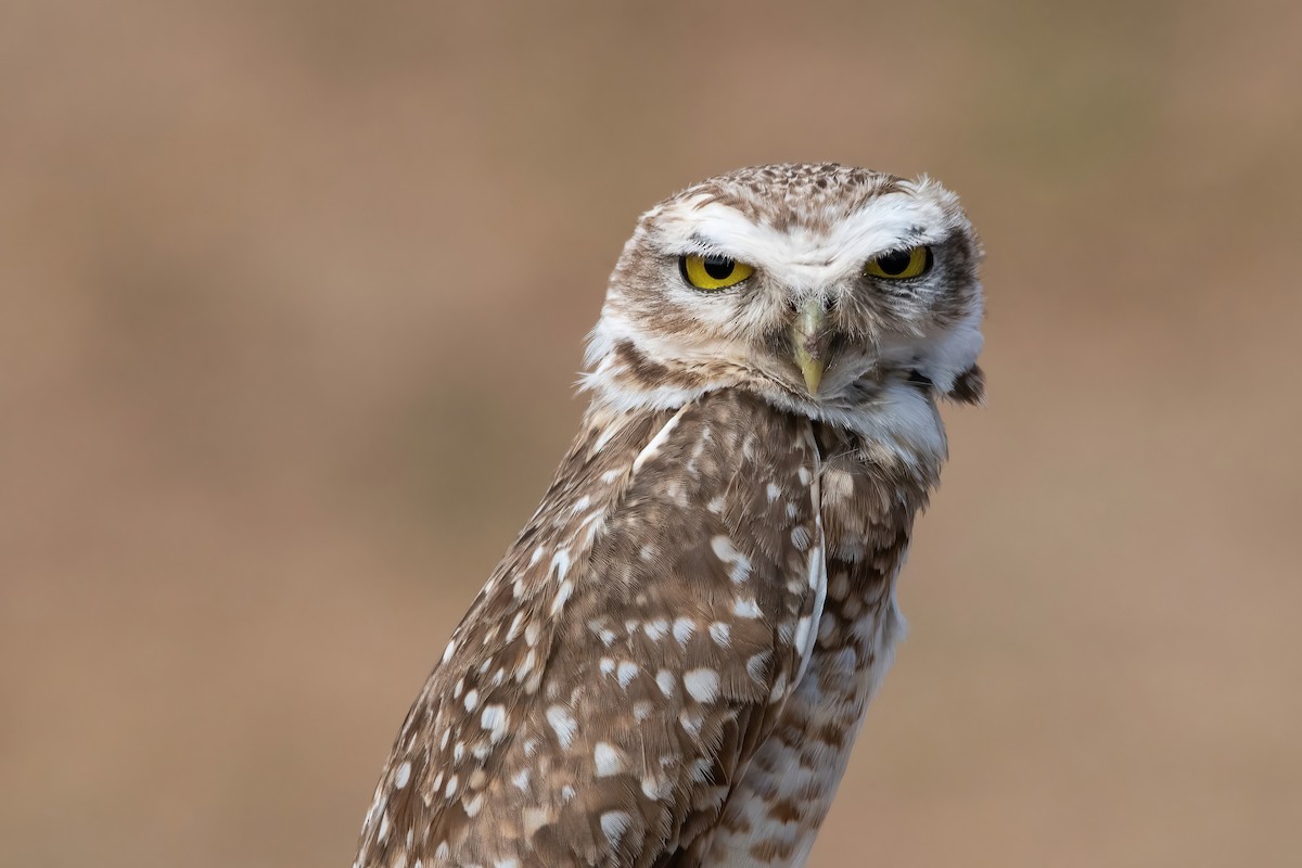 Burrowing Owl - ML641775017