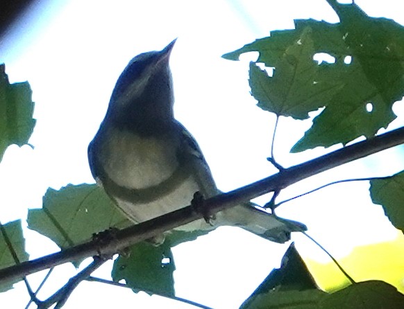 Golden-winged Warbler - ML641775021