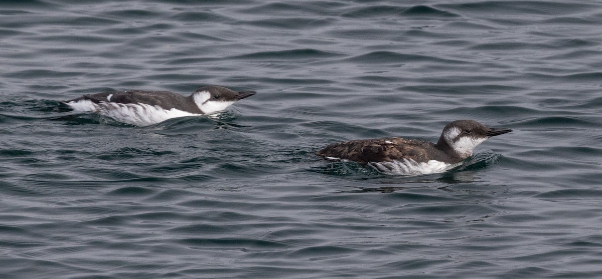 Common Murre - ML641775023