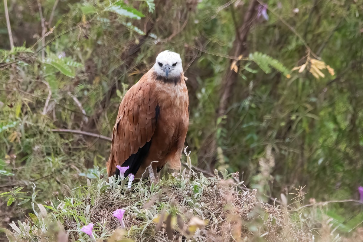 Black-collared Hawk - ML641775034