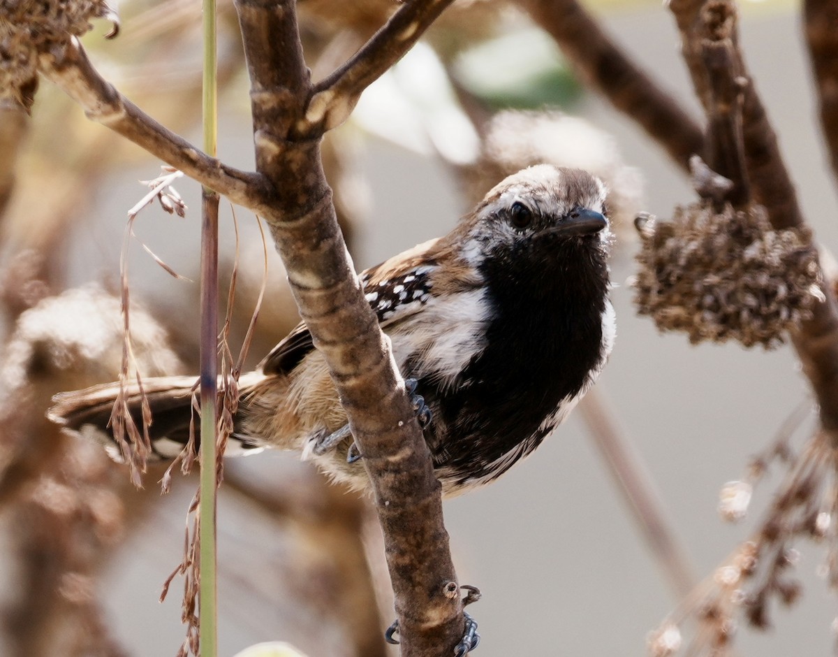 Rusty-backed Antwren - ML641775085