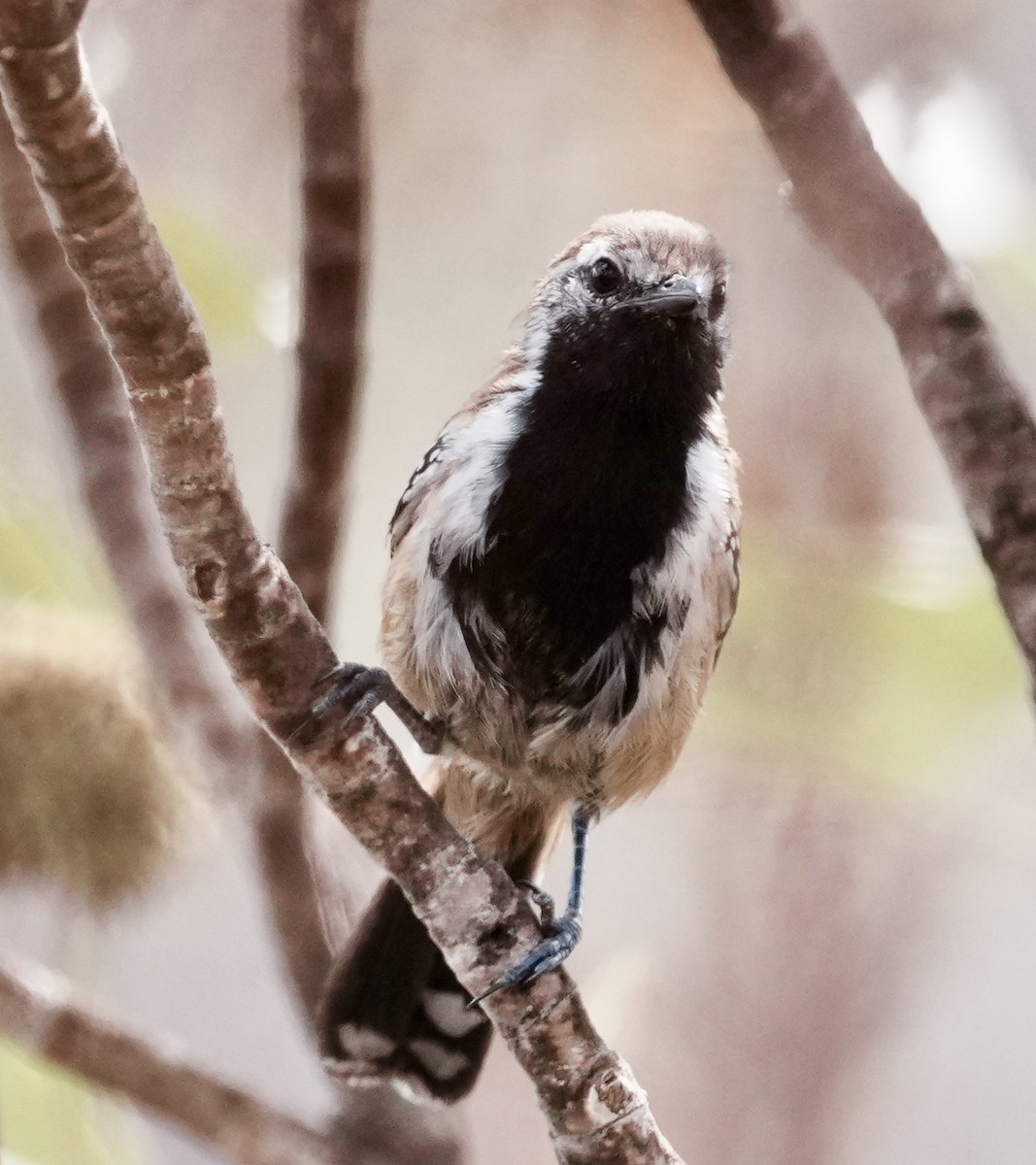 Rusty-backed Antwren - ML641775089