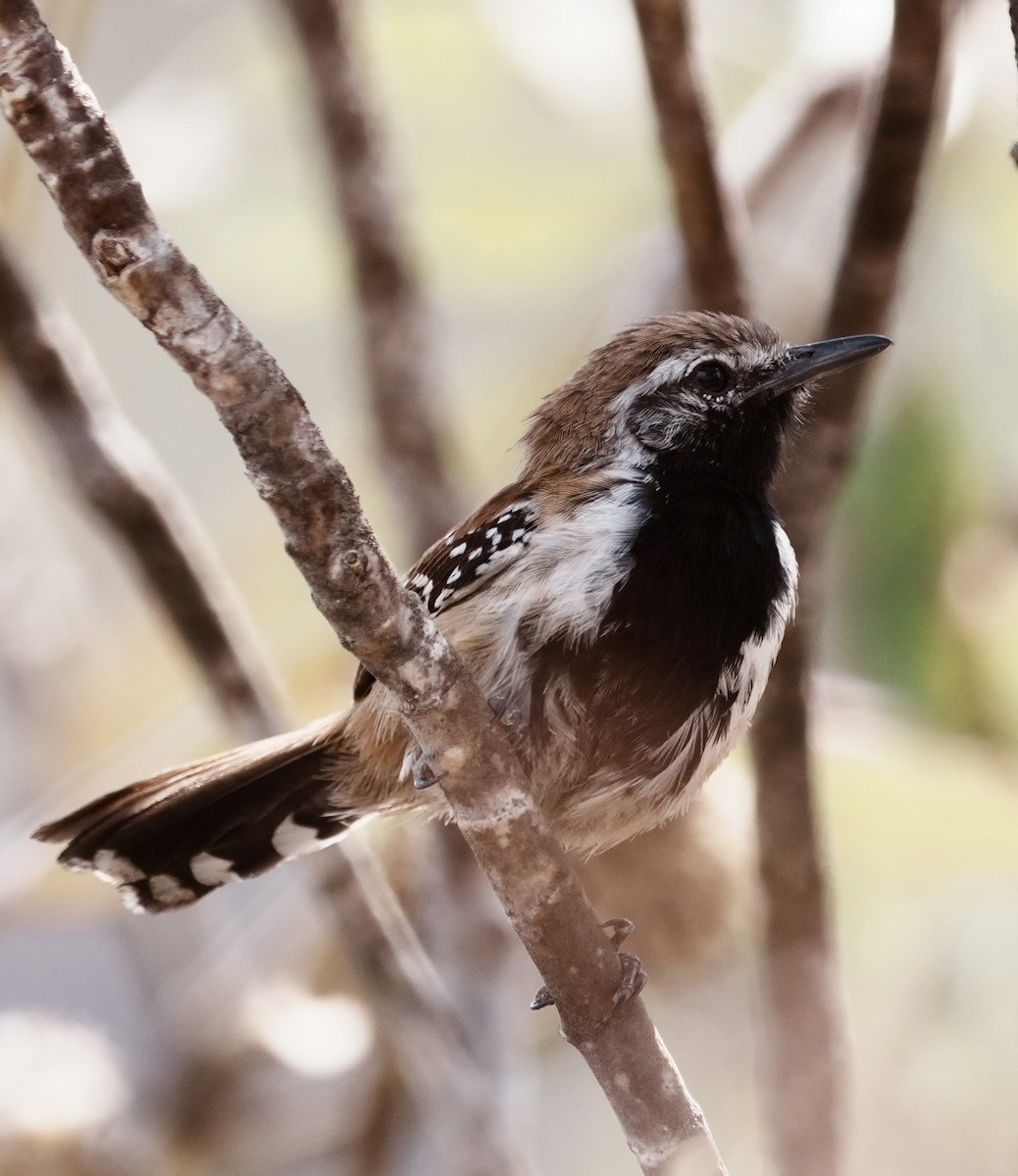 Rusty-backed Antwren - ML641775090