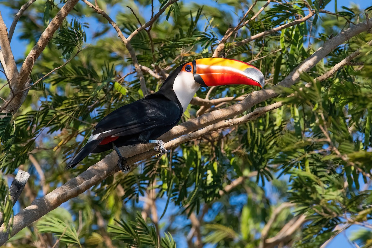Toco Toucan - ML641775093