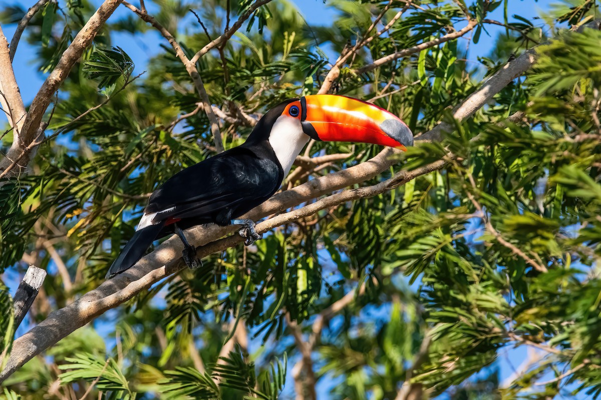 Toco Toucan - ML641775094