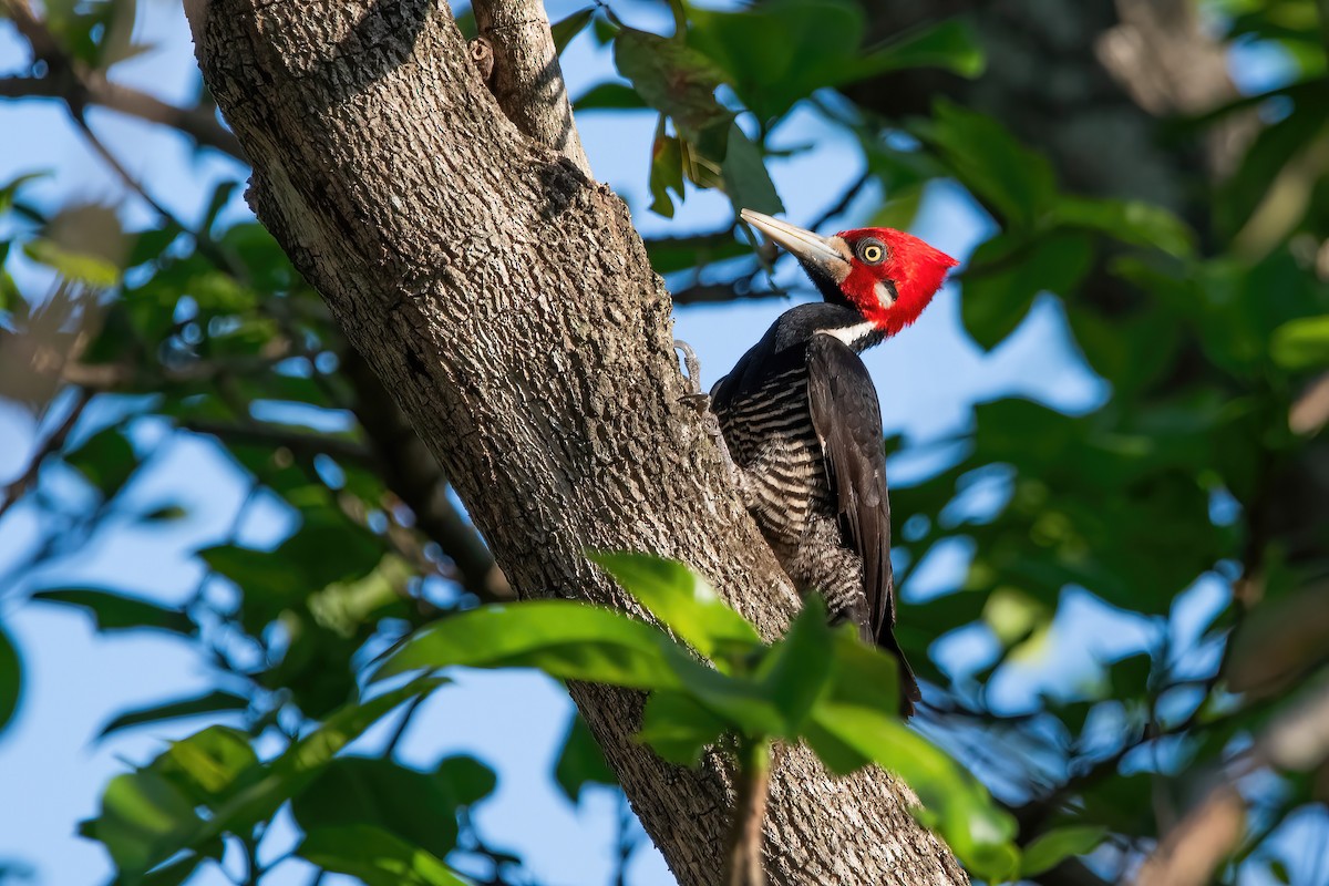 Crimson-crested Woodpecker - ML641775141