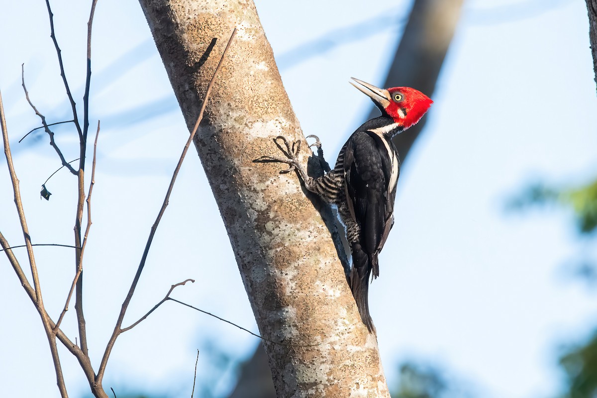 Crimson-crested Woodpecker - ML641775144