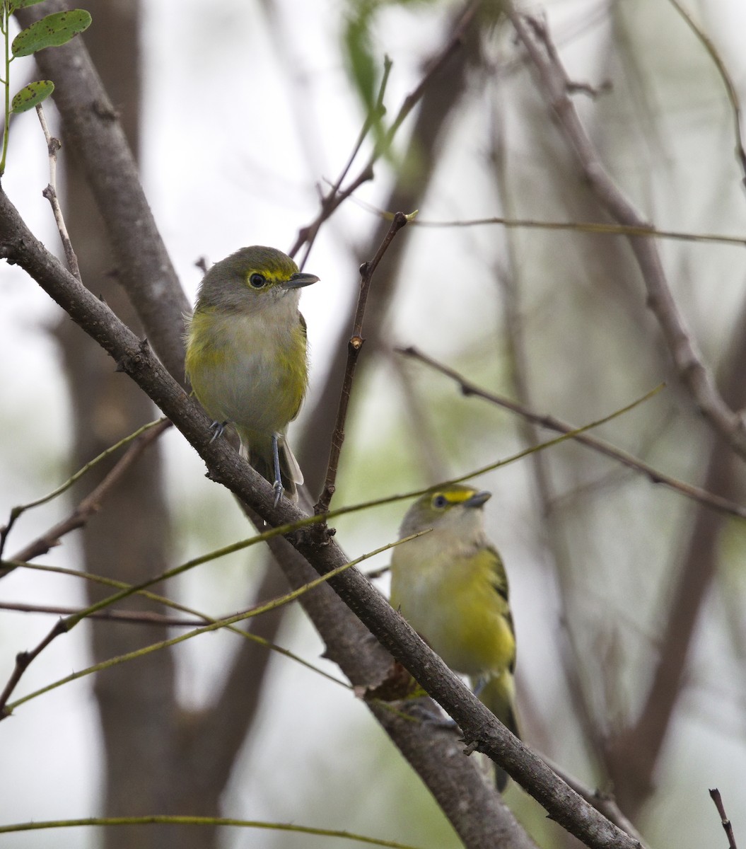 White-eyed Vireo - ML641775146