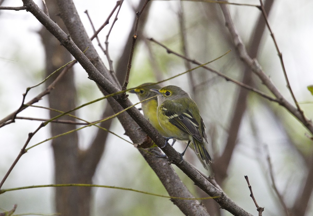 White-eyed Vireo - ML641775147