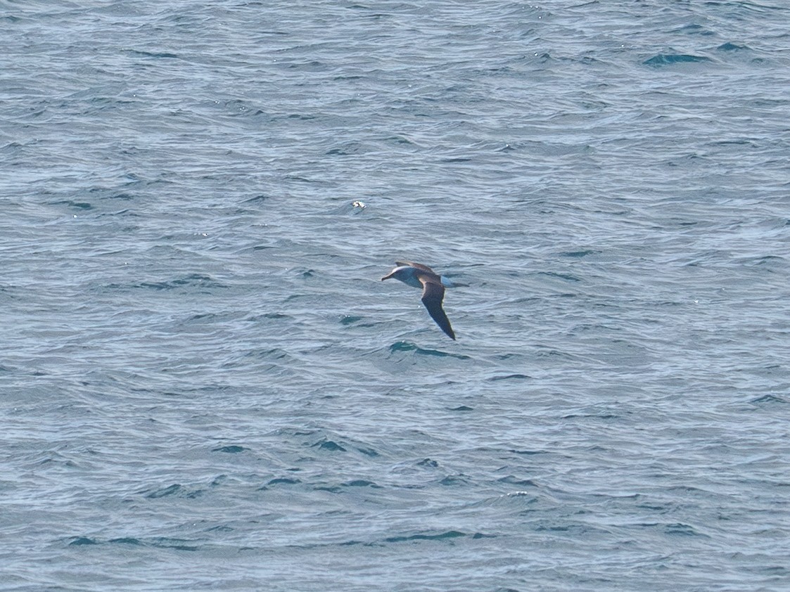 Buller's Albatross - ML641775148