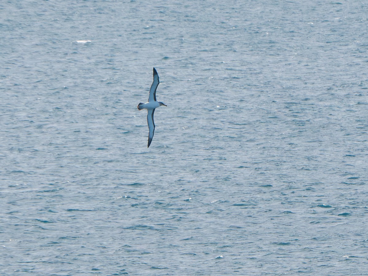 Buller's Albatross - ML641775150