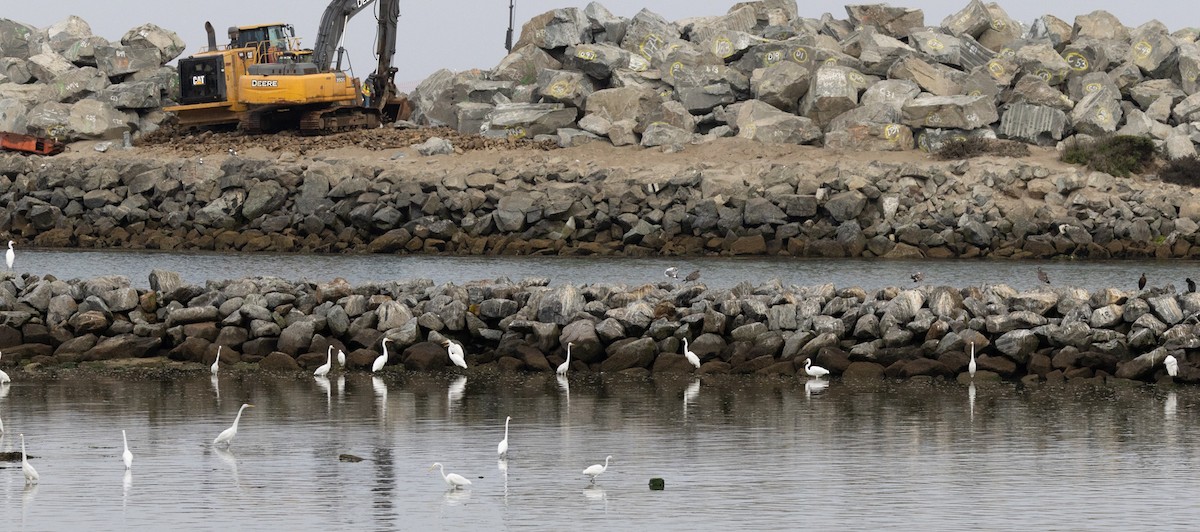 Great Egret - ML641775157