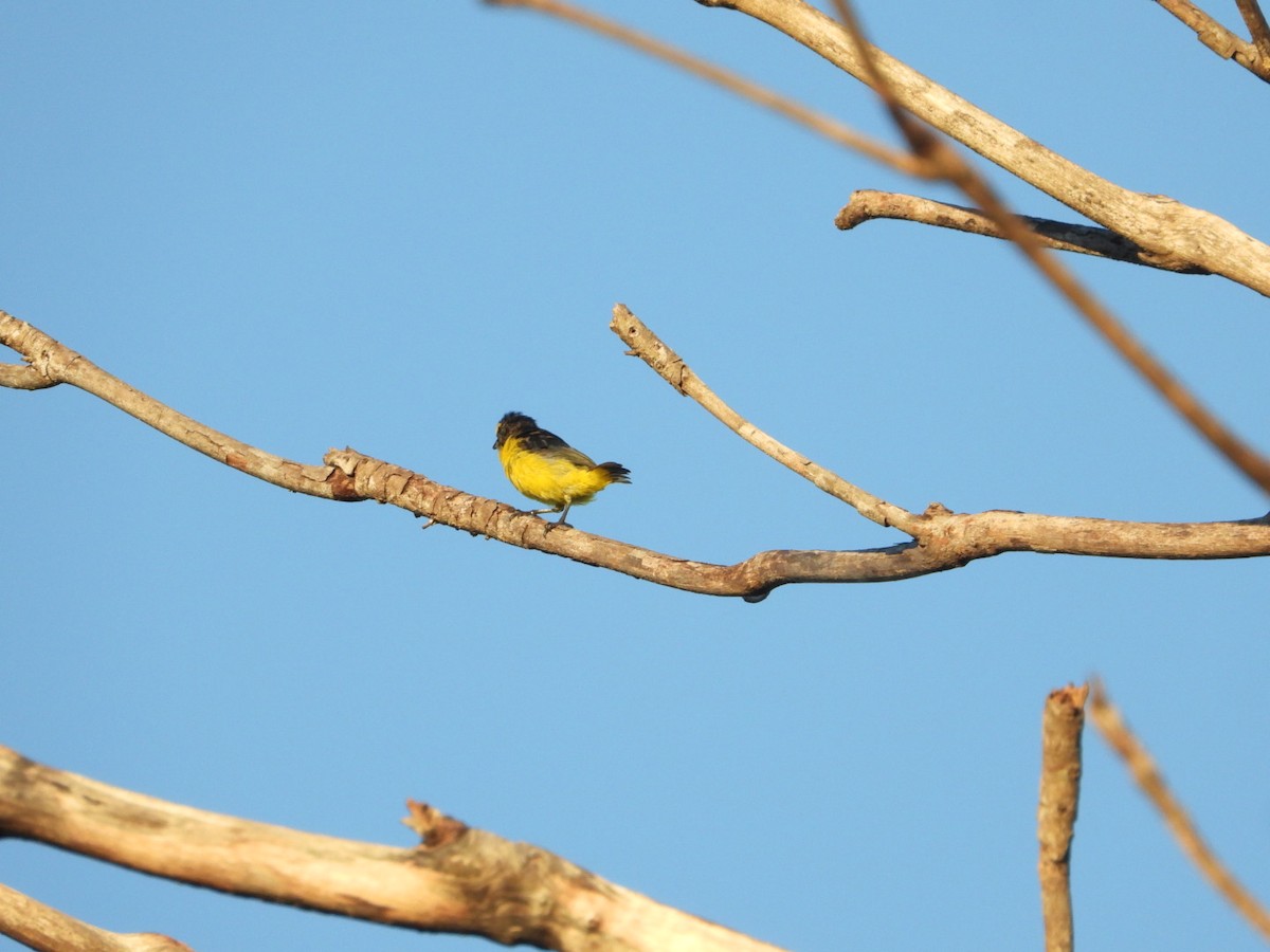 Scrub Euphonia - ML641775175
