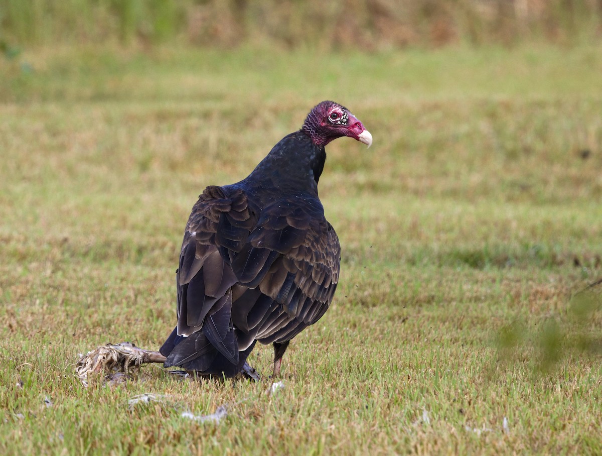Turkey Vulture - ML641775188