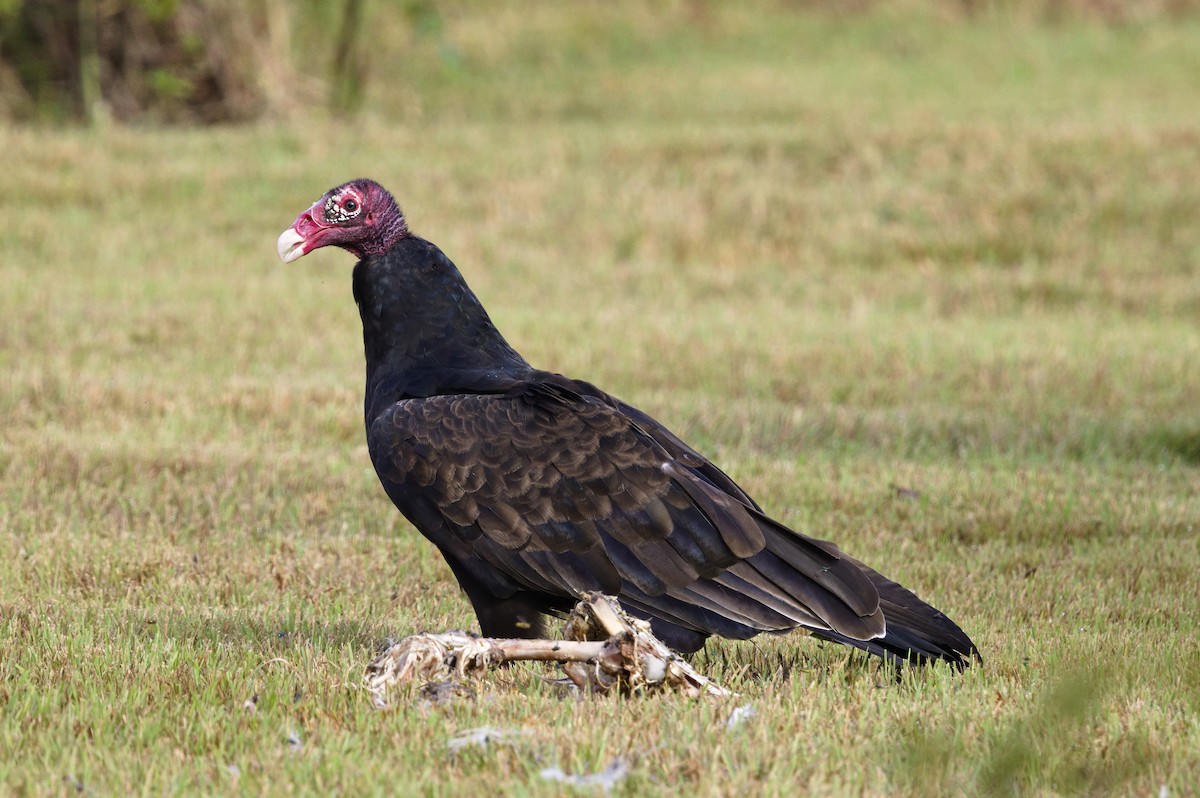 Turkey Vulture - ML641775189
